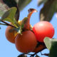 Frutatua Ciruela   