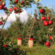Frutatua Beber jugos de fruta naturales Noticias noticias destacadas   